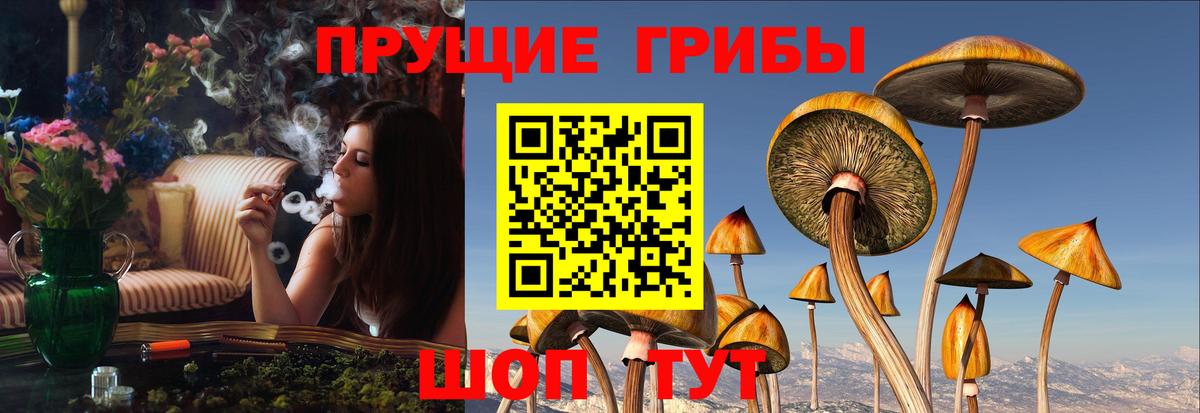 Кувандык  Псилоцибиновые грибы GOLDEN TEACHER  Псилоцибиновые грибы мицелий  Вход с VPN 