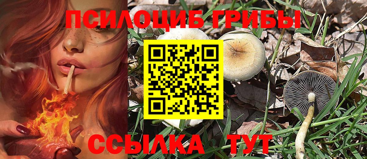 Галлюциногенные грибы Psilocybe Кувандык